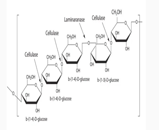 85186-71-6 崩溃酶 Driselase