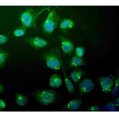 WEE1 Polyclonal Antibody(Thermo Fisher PA5-95636)