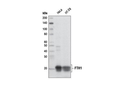 铁蛋白重链1（FTH1）(D1D4) 兔单克隆抗体