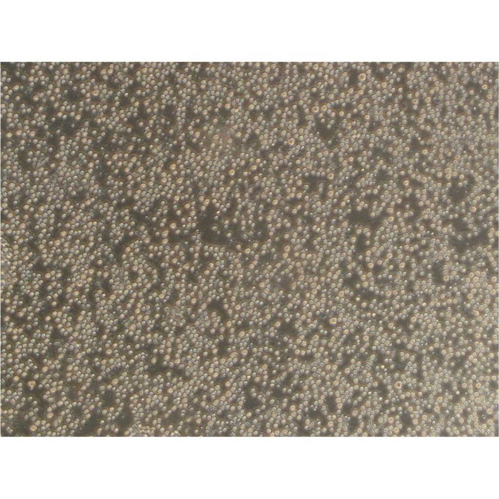 RH-35 Cells#大鼠肝癌细胞系复苏中心|完全培养基|STR图谱