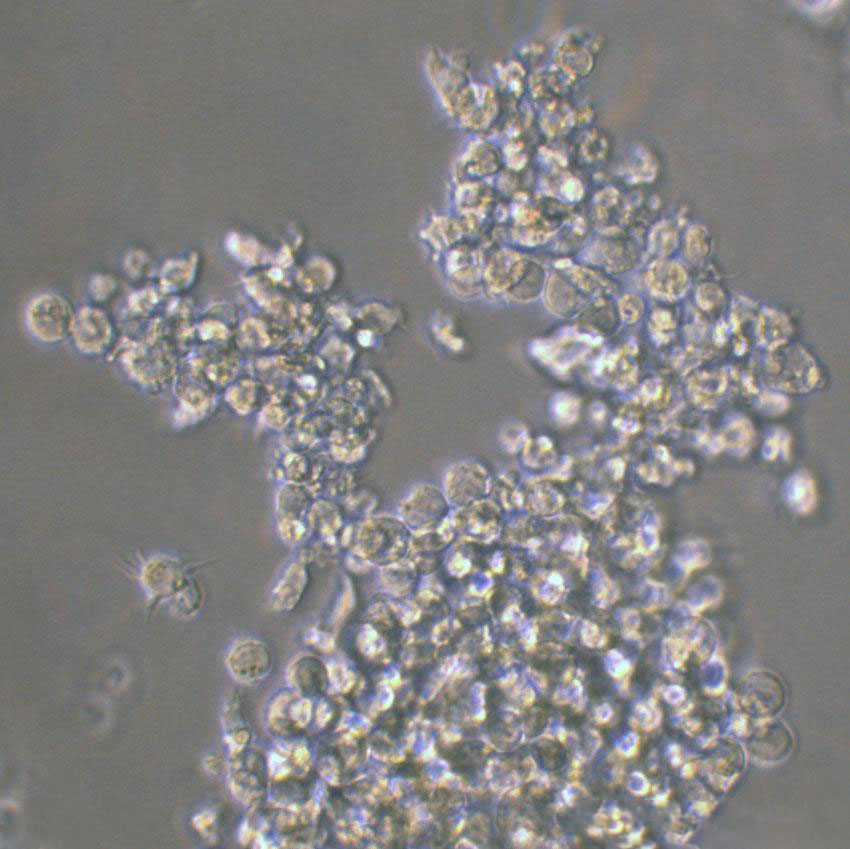 WB-F344 Cells#大鼠肝上皮样干细胞系复苏中心|完全培养基|STR图谱