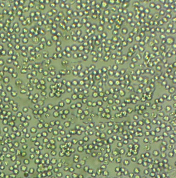 SW1710 Cells#人膀胱癌细胞系复苏中心|完全培养基|STR图谱