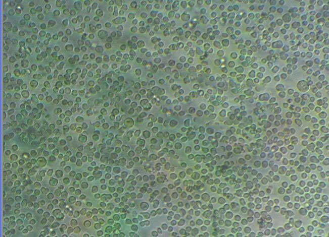 sNF96.2 Cells人雪旺细胞|带STR证书