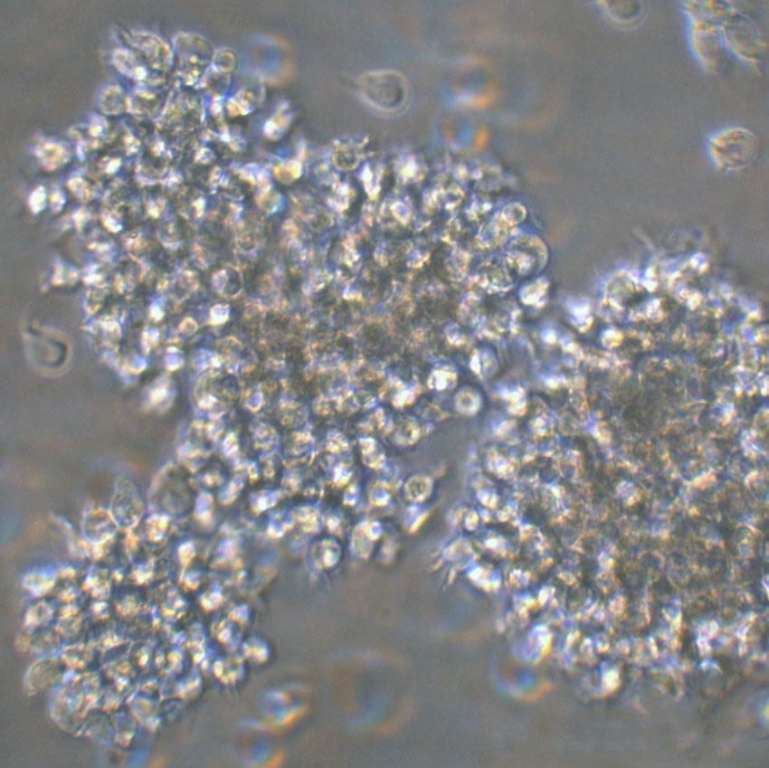 GM12878 Cells人B淋巴细胞长期复苏|带STR图谱