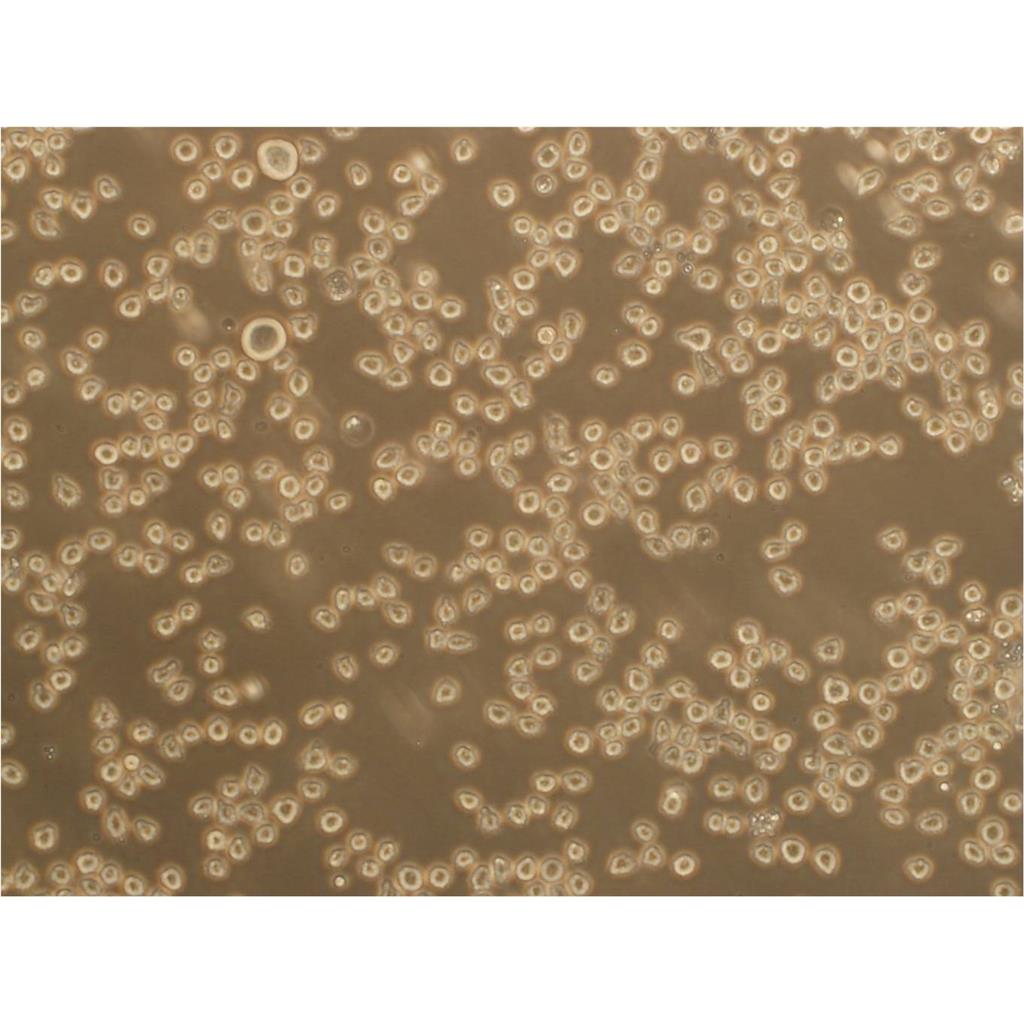 166-ME SK Cells人细胞|仅提供STR图谱