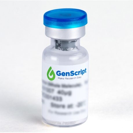 SUMO-tag Antibody (金斯瑞 A10693)