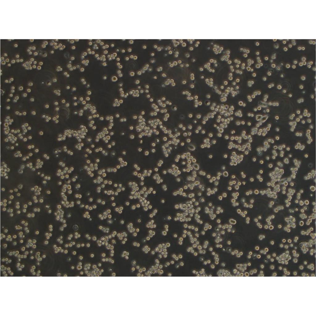 RPM-MC Cells人细胞|仅提供STR图谱