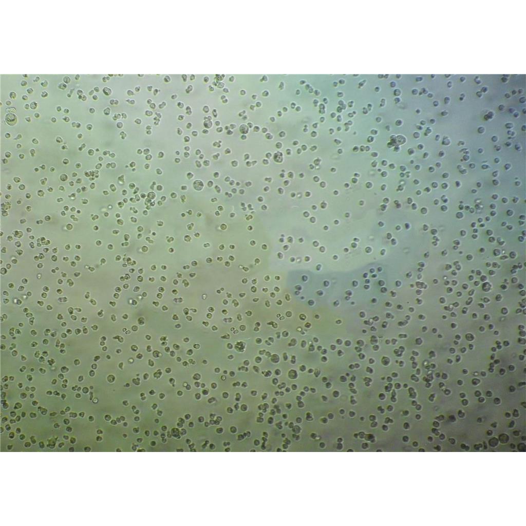 35.1 Cells#杂交瘤细胞系保种中心<抗CD2>(通过STR鉴定)