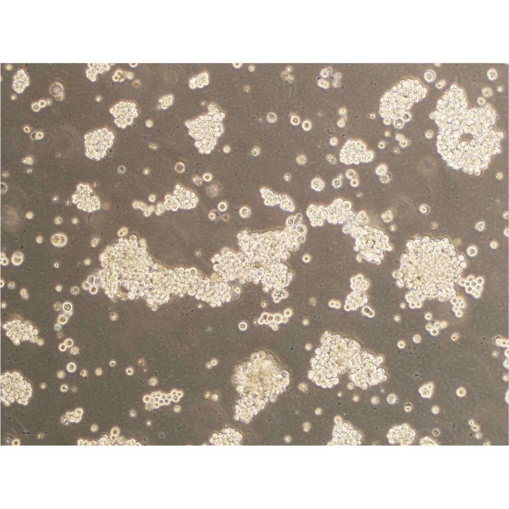 NCI-H716[H716] Cells:人结直肠腺癌细胞系代次低(带STR鉴定报告)