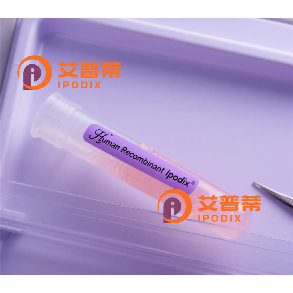 Rabbit Polyclonal GEMIN2 Antibody