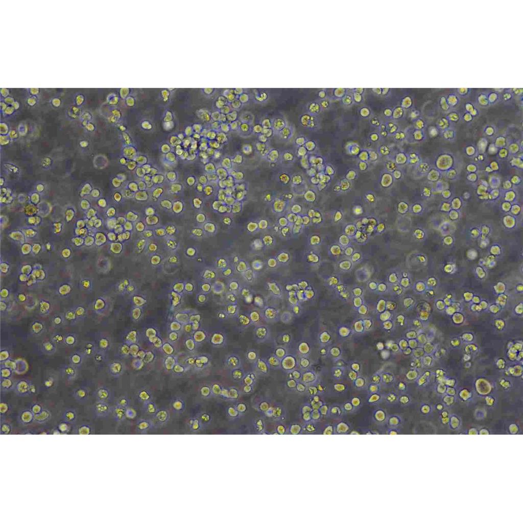 C3H/10T1/2 clone 8 Cells小鼠胚胎成纤维复苏细胞系|STR图谱