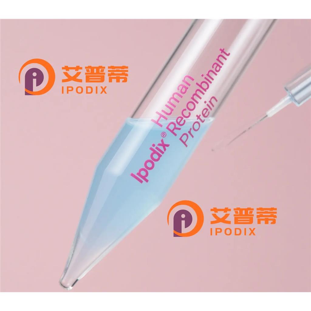 APLP1抗体—艾普蒂