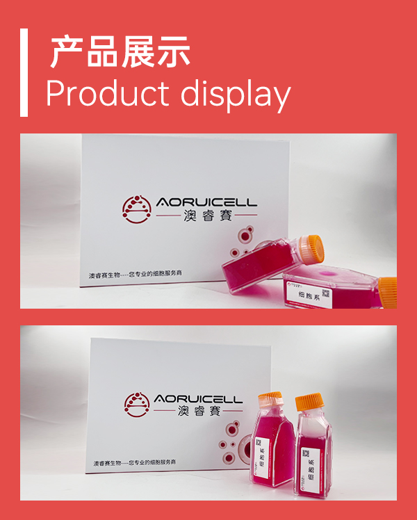 MC38-LUC-GFP（小鼠结肠癌细胞株转染）