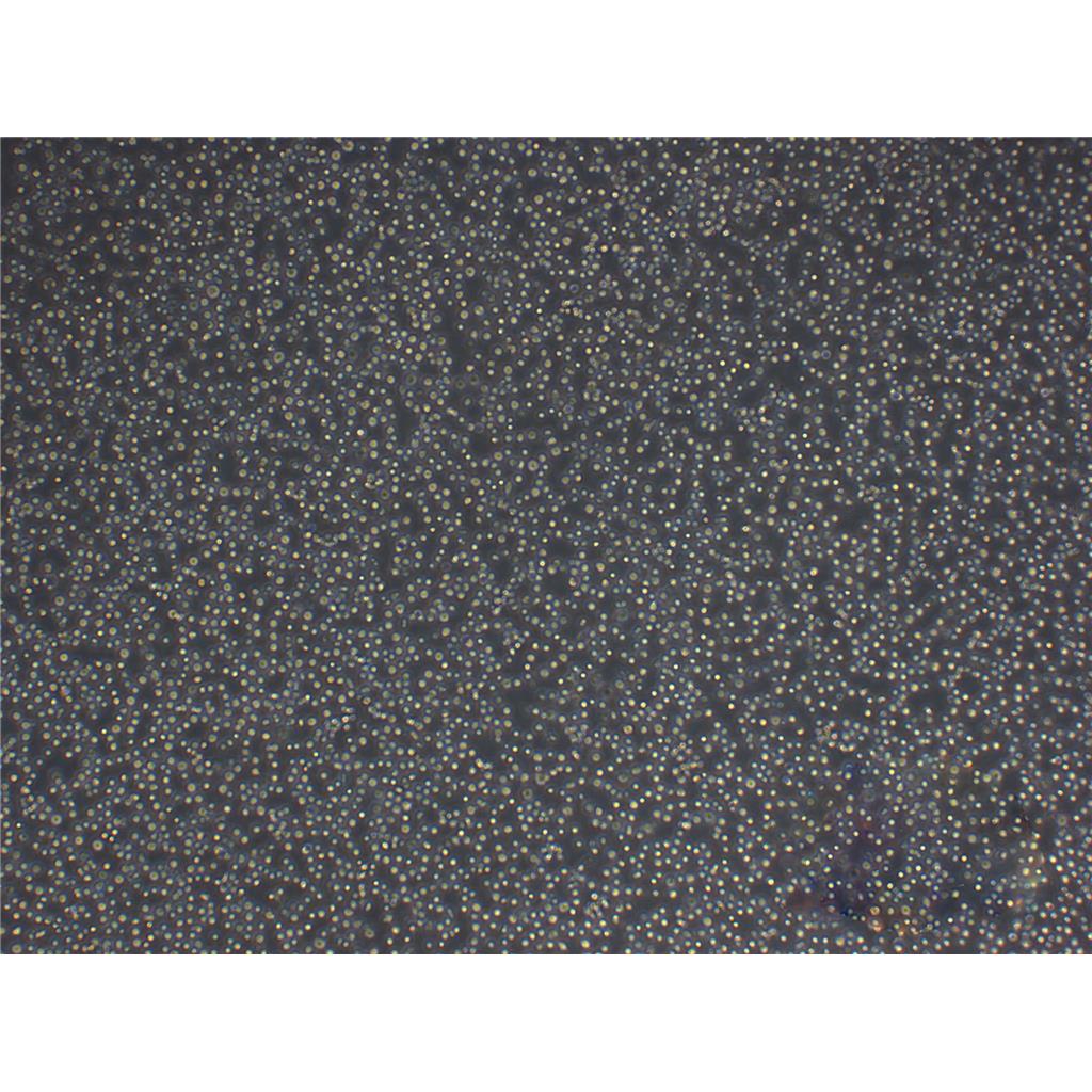 MS1 Cells小鼠胰岛内皮细胞低代次保种|STR图谱