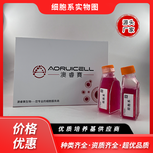 麝香鼠原代乳腺上皮细胞永生化