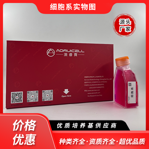 麝香鼠原代乳腺上皮细胞永生化