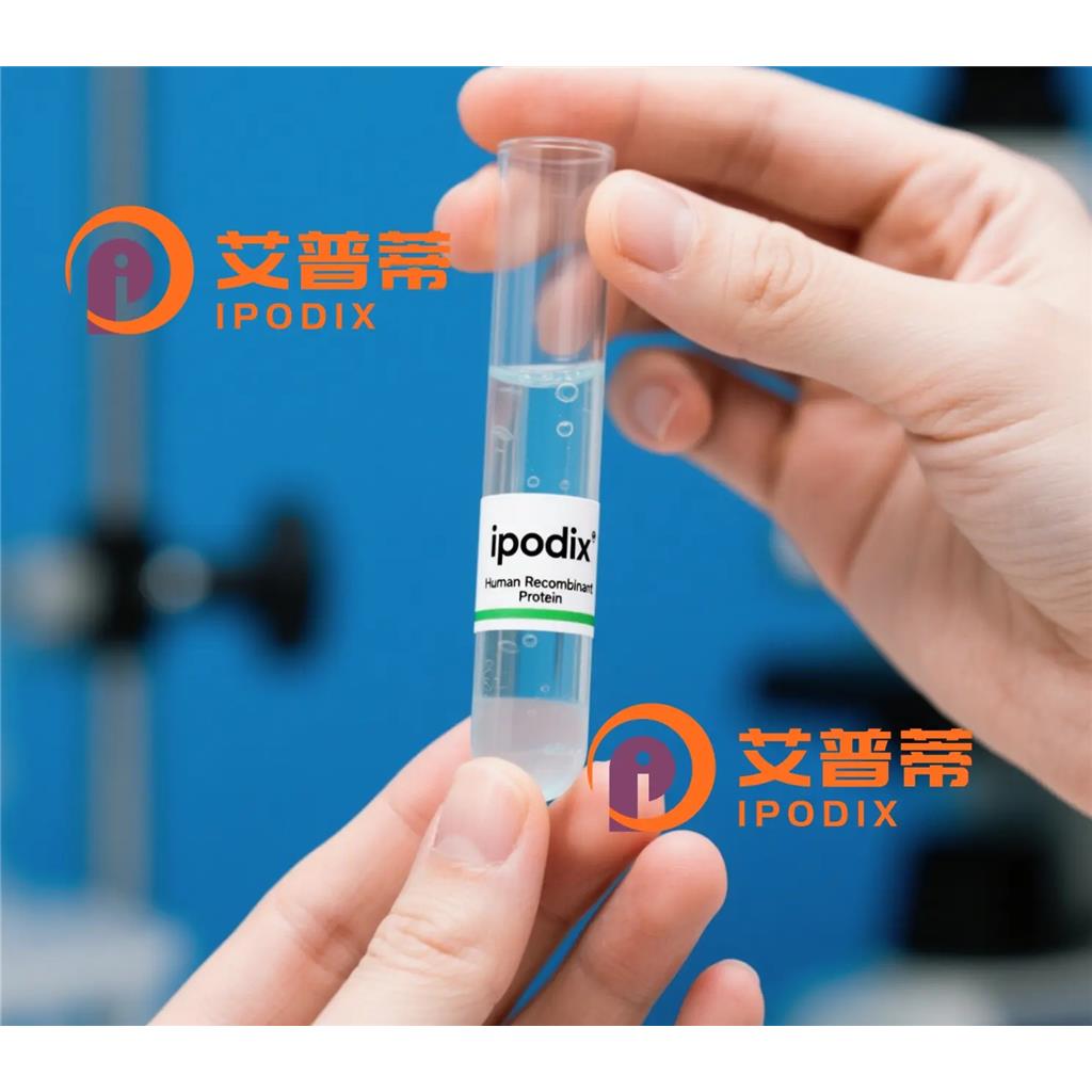 VCP抗体;VCP Antibody—艾普蒂