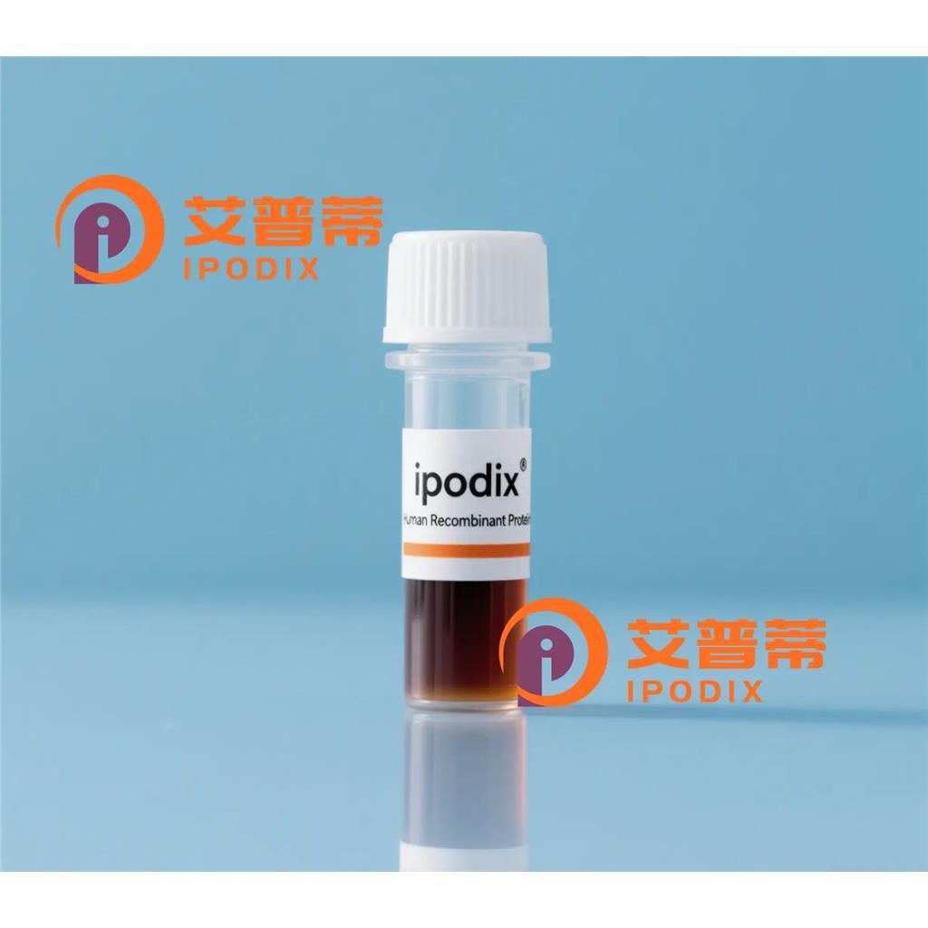 GTF2I抗体;GTF2I Antibody—艾普蒂