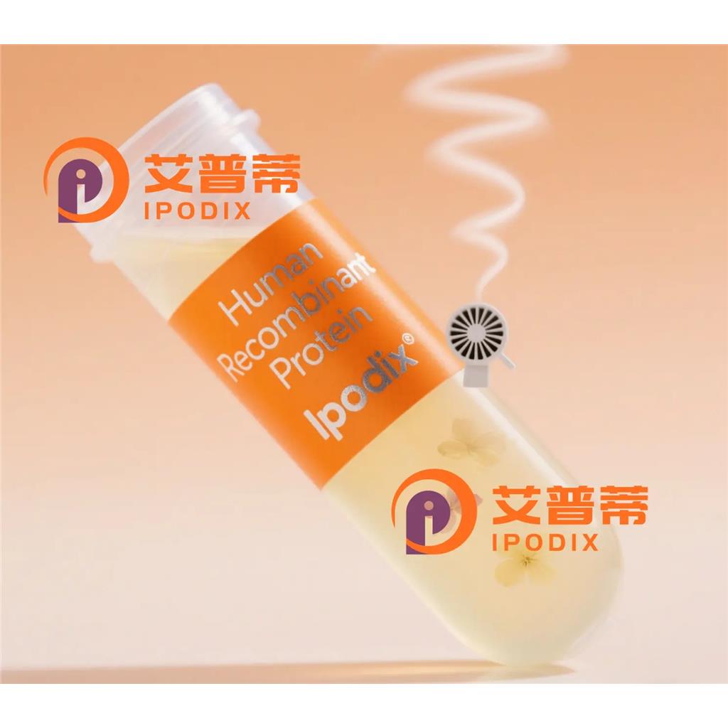 GTF2I抗体;GTF2I Antibody—艾普蒂