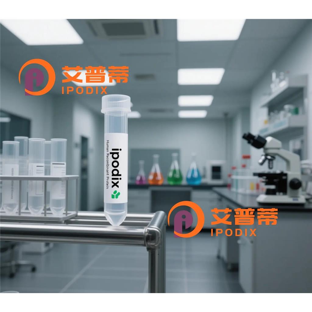 MAGEB2抗体;MAGEB2 Antibody—艾普蒂