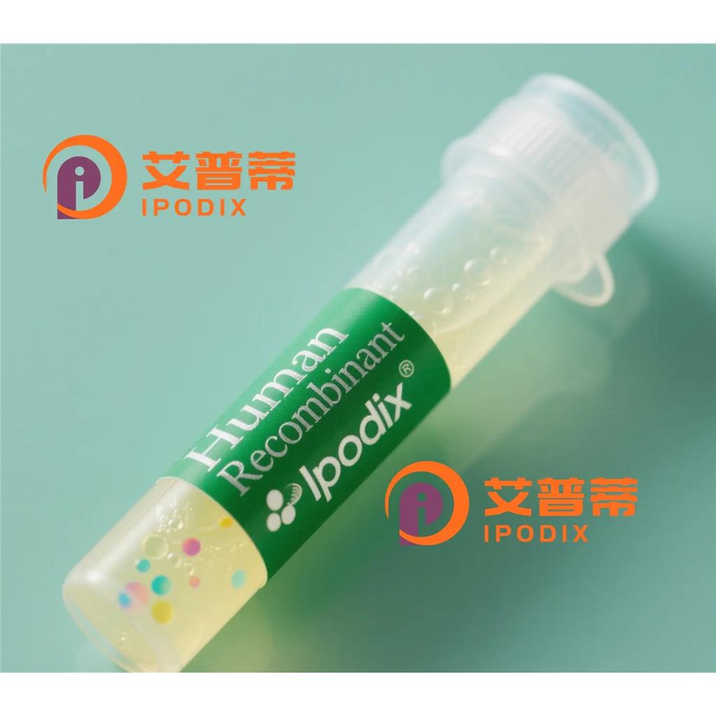 TBX3抗体;TBX3 Antibody—艾普蒂