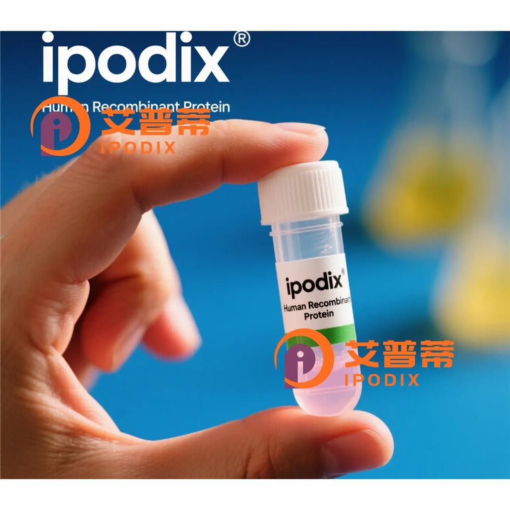 TBX3抗体;TBX3 Antibody—艾普蒂