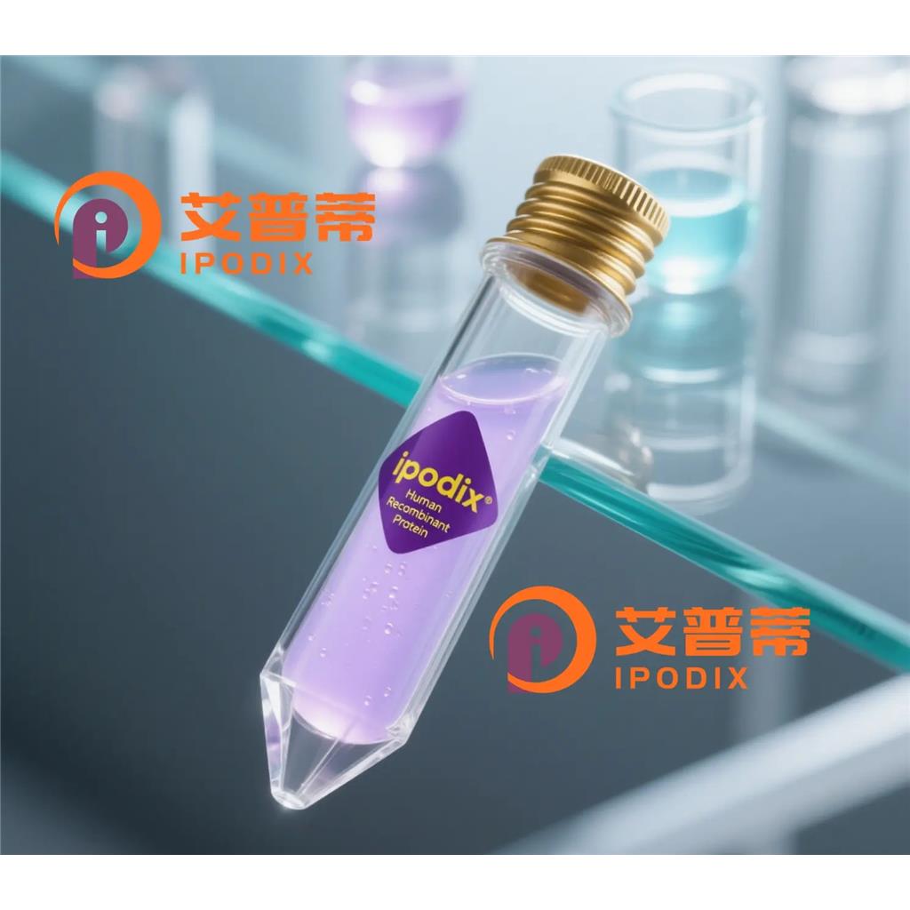 CDK20抗体;CDK20 Antibody—艾普蒂