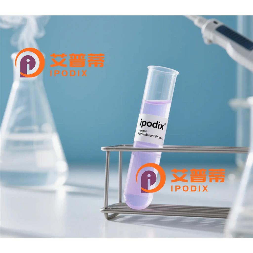 CDC20B抗体;CDC20B Antibody—艾普蒂