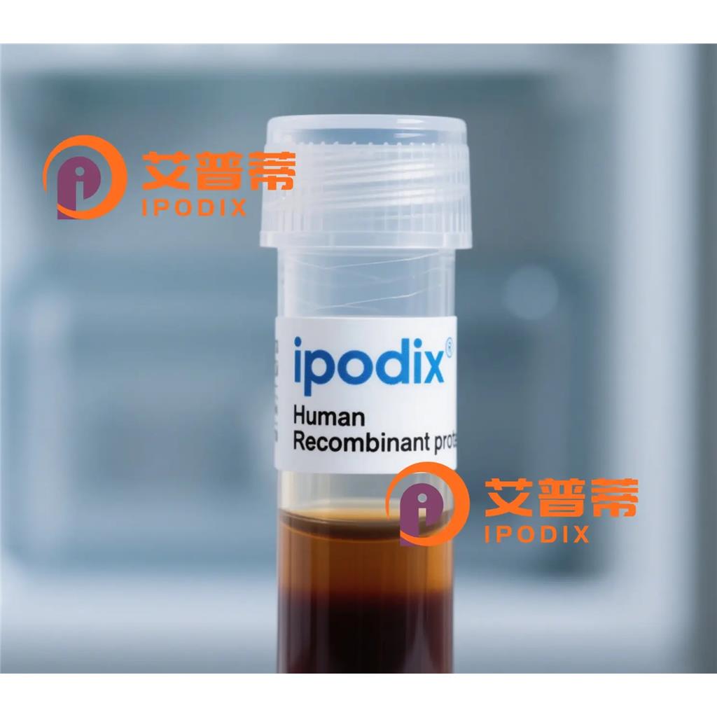 CLTCL1抗体;CLTCL1 Antibody—艾普蒂