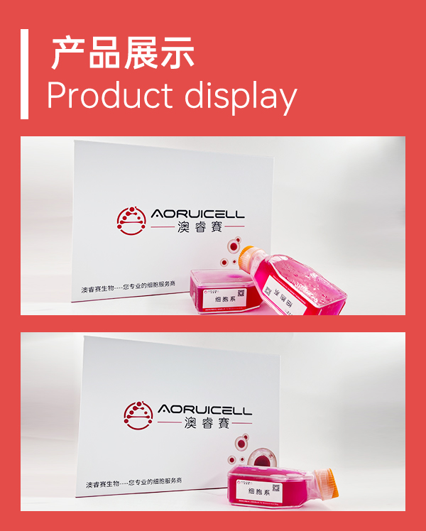 MAC-T（奶牛乳腺上皮细胞）