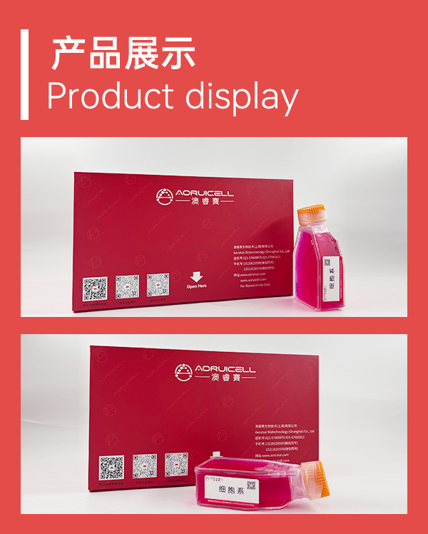 L132(人胚胎肺上皮细胞)