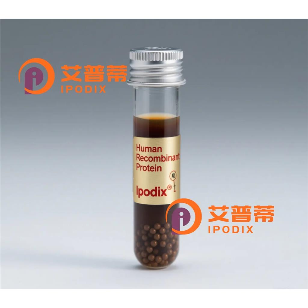 TBR1抗体;TBR1 Antibody—艾普蒂