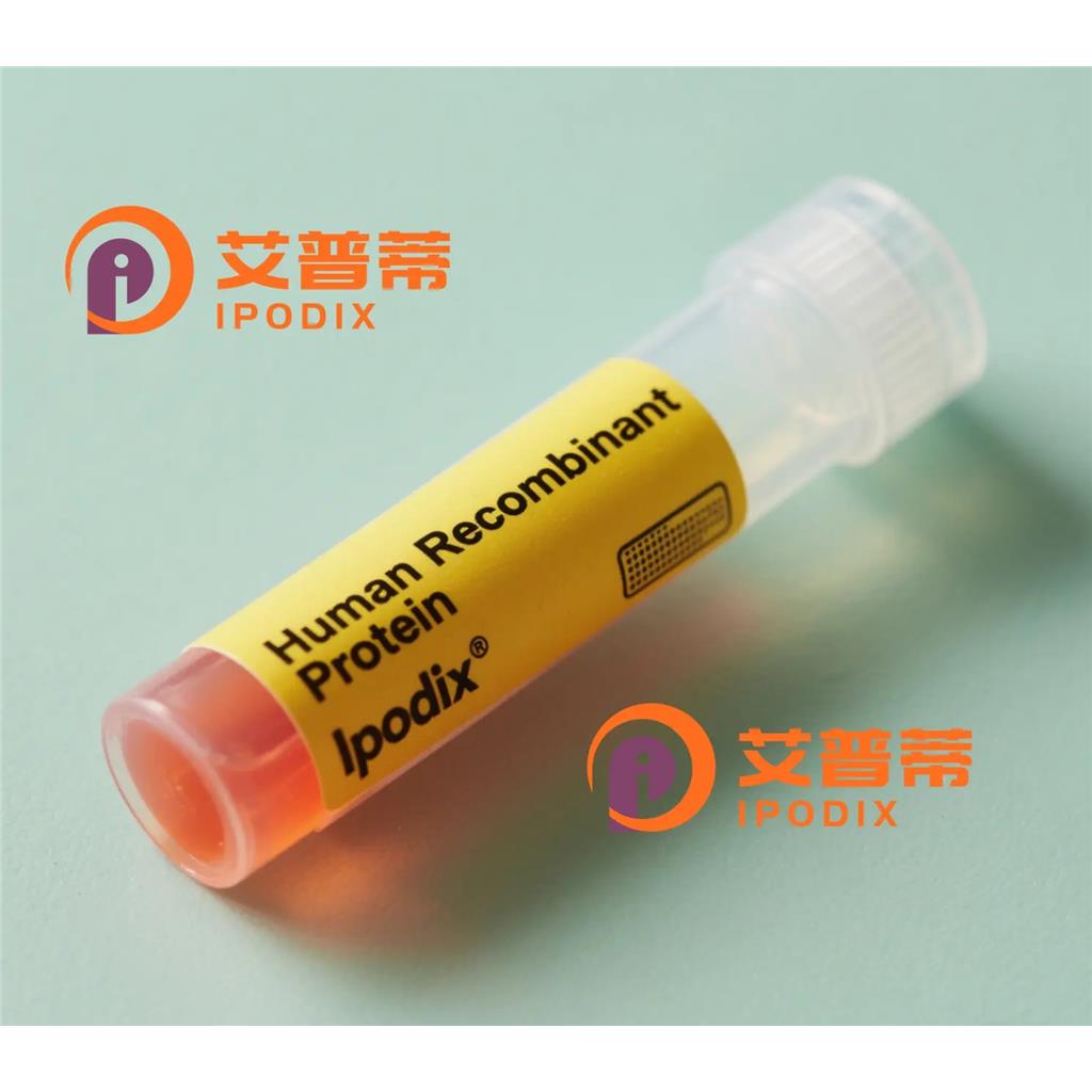 CRMP2抗体;CRMP2 Antibody—艾普蒂