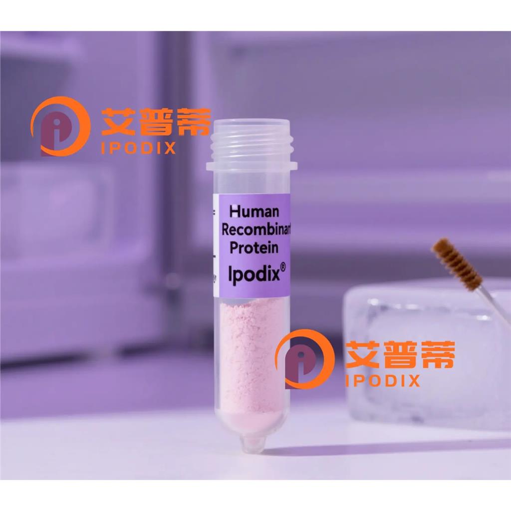 HOXA13抗体;HOXA13 Antibody—艾普蒂