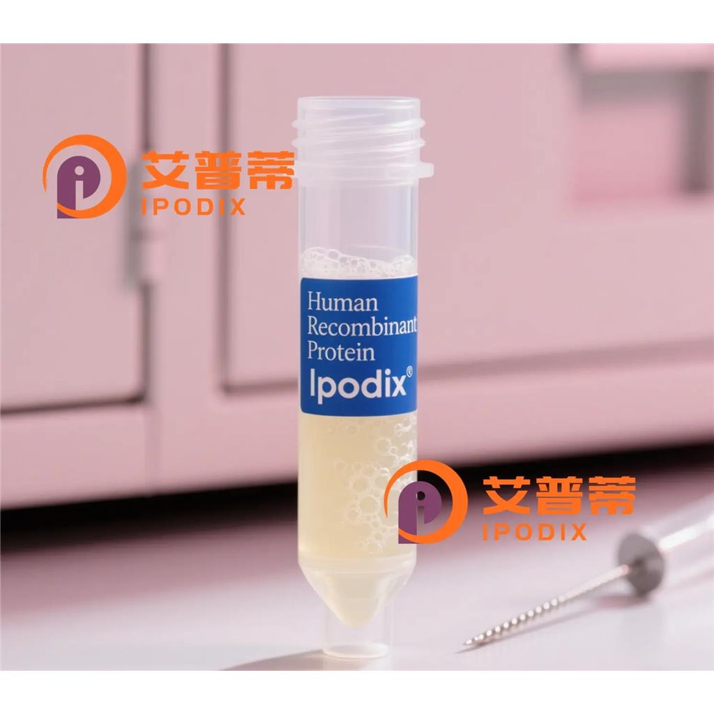 HOXA13抗体;HOXA13 Antibody—艾普蒂