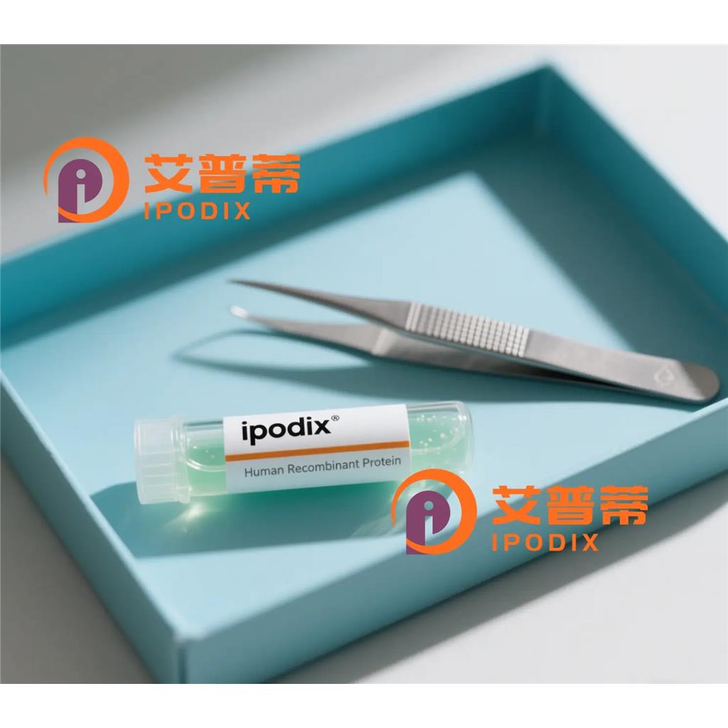 HOXA13抗体;HOXA13 Antibody—艾普蒂