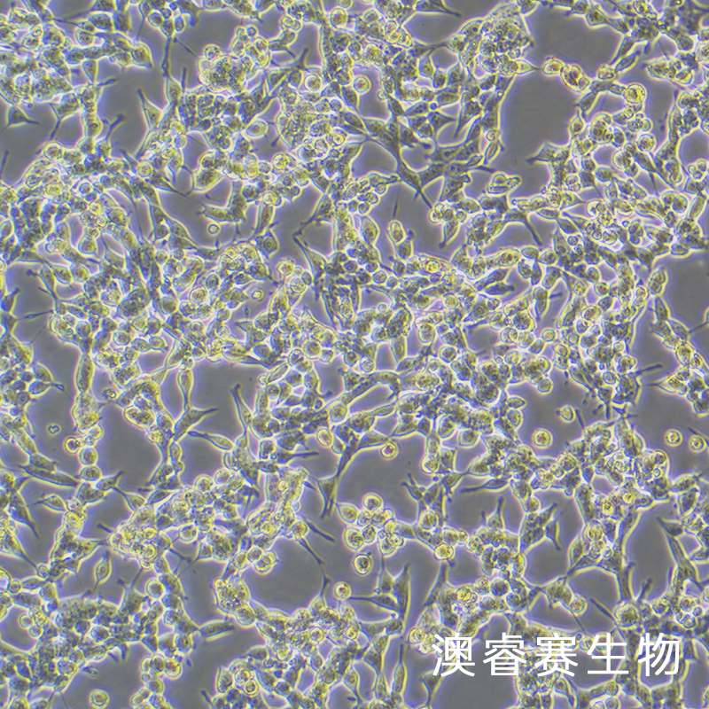 293E（人胚肾细胞）
