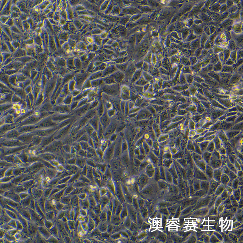 3D4/21（猪肺泡巨噬细胞）