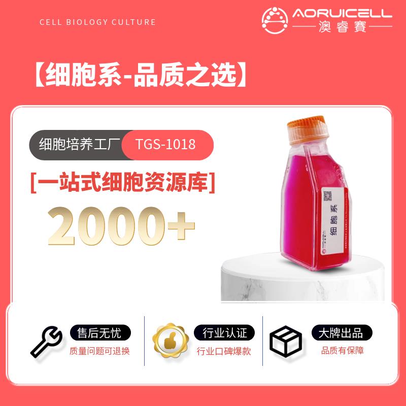 6-10b（人鼻咽癌细胞株）