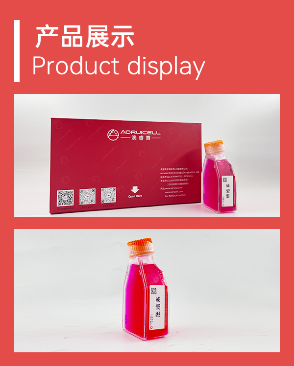 HTh-7（人甲状腺癌细胞）