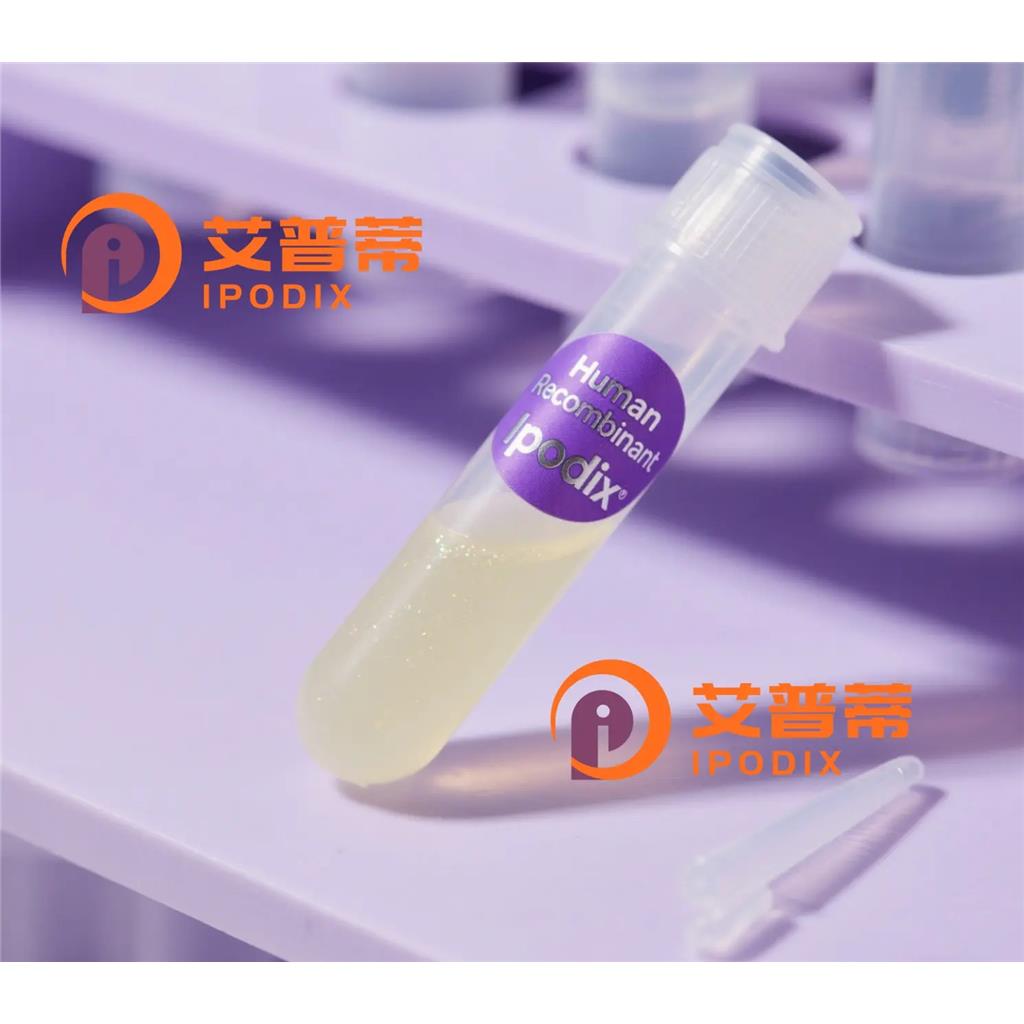 Wnt3抗体;Wnt3 Antibody—艾普蒂