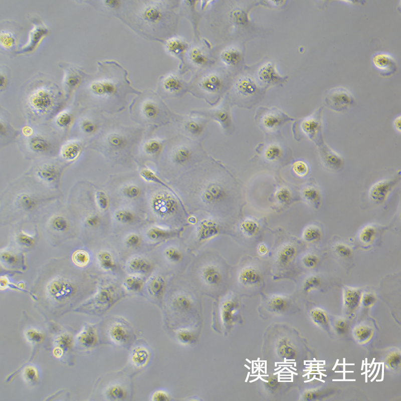 MARC-145（非洲绿猴胚胎肾细胞）