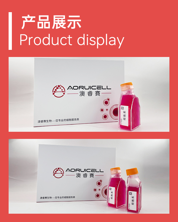 TM4（正常小鼠睾丸Sertoli细胞）