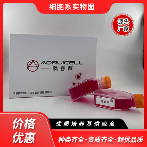 TM4（正常小鼠睾丸Sertoli细胞）