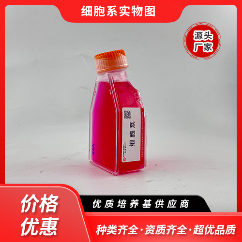 NCI-H446 [H446]（人小细胞肺癌细胞）