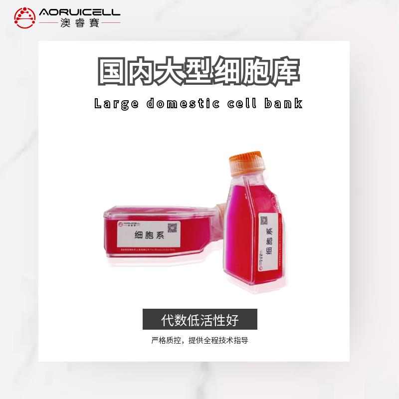 EA.hy926（人脐静脉细胞融合细胞）