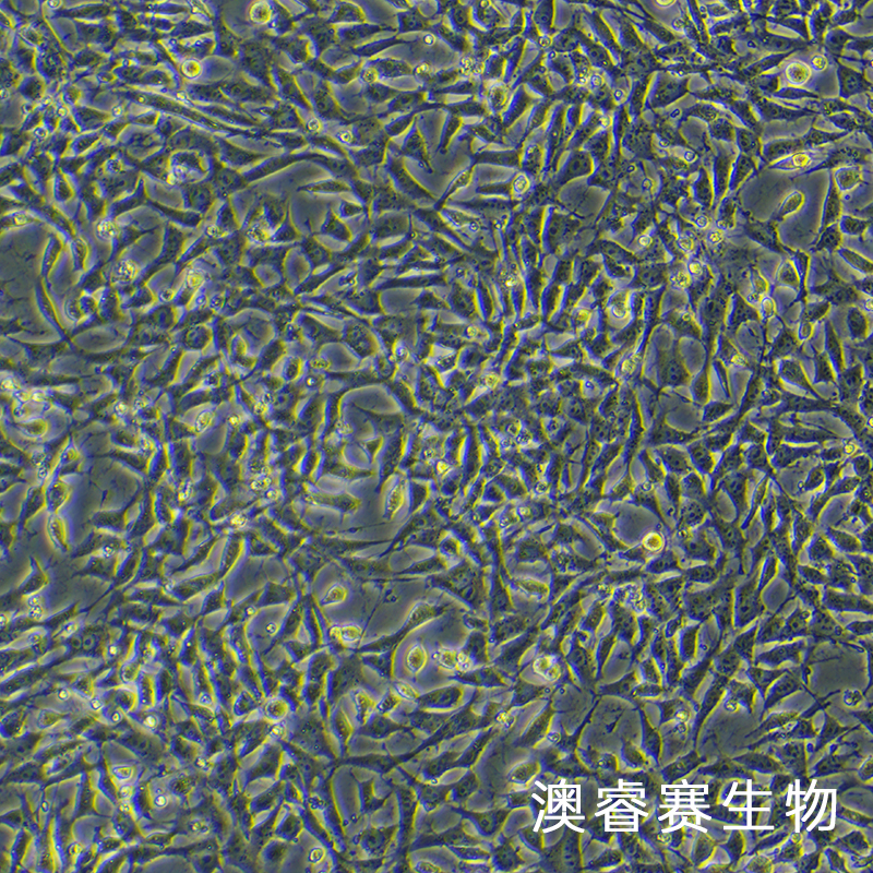 TM3（小鼠睾丸间质细胞）