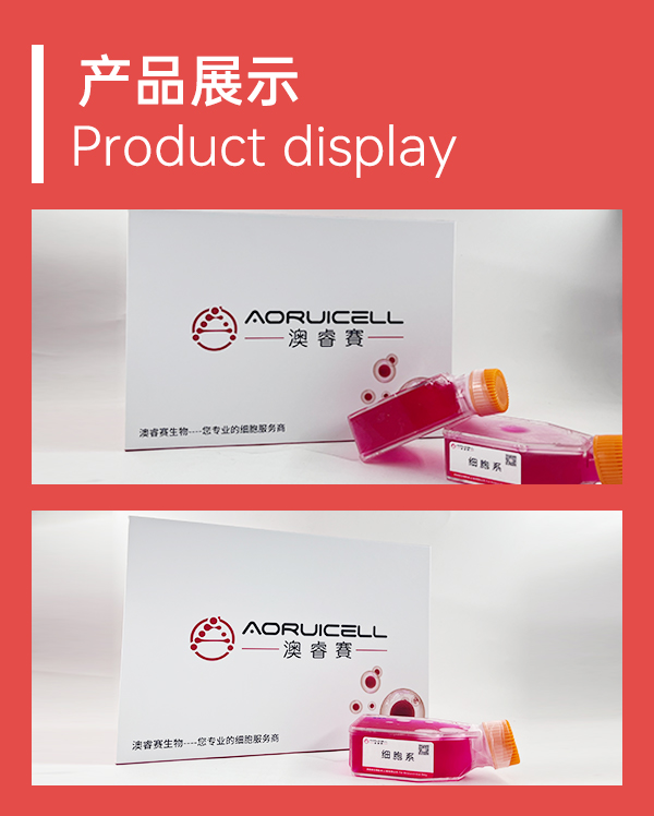 TE-1（人食管癌细胞）