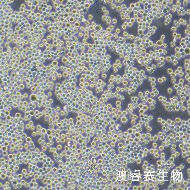 Sf9（昆虫卵巢细胞）