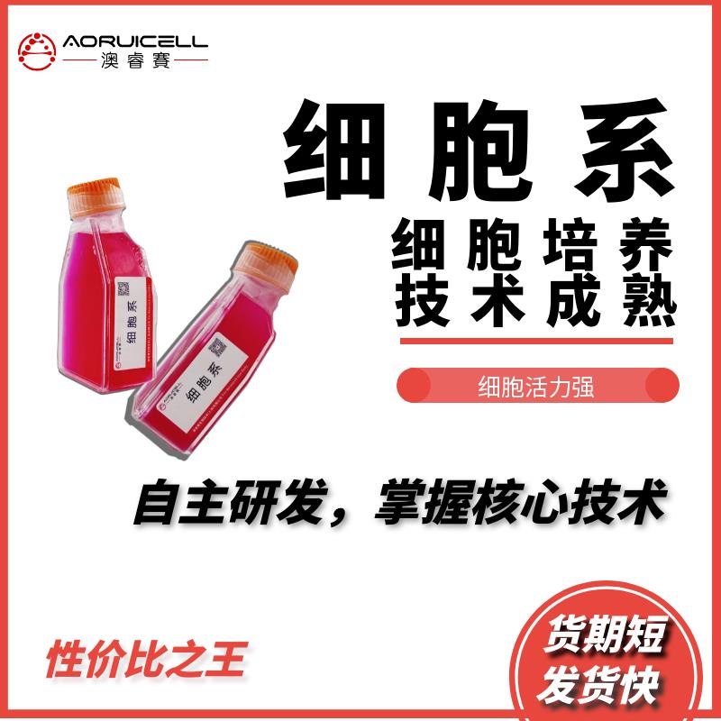 Li-7（人肝癌细胞）